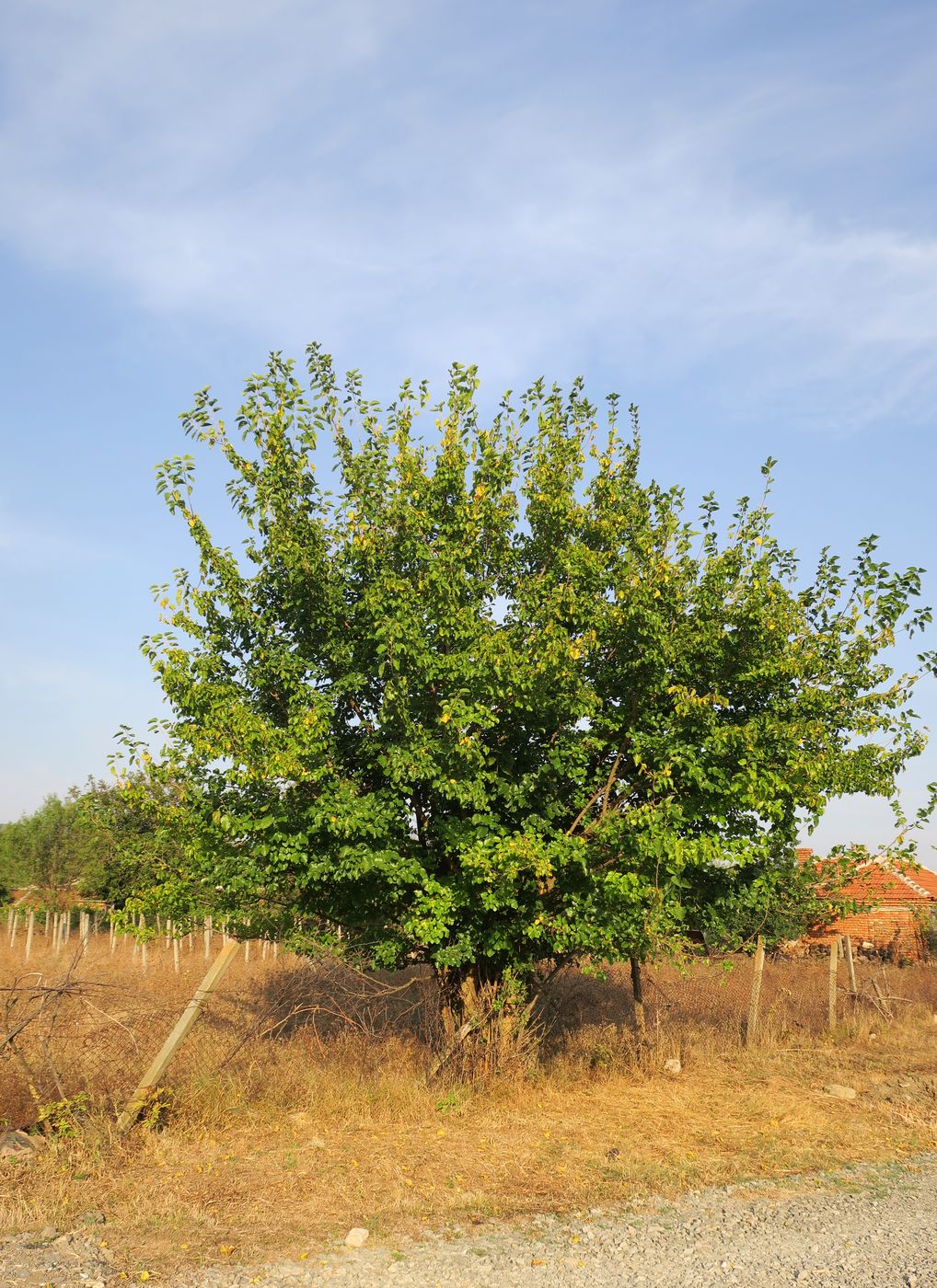 Изображение особи Morus alba.