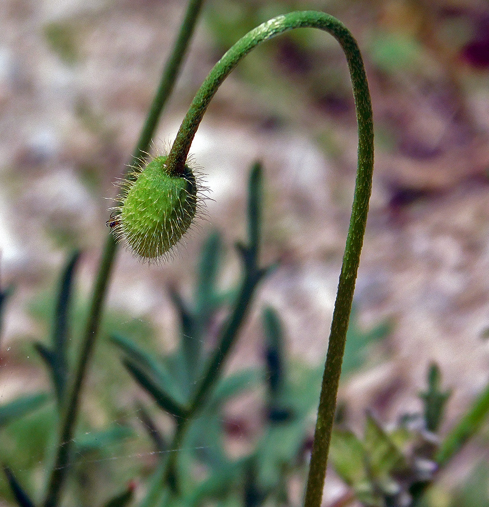 Image of Papaver stevenianum specimen.