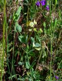 Lathyrus aphaca. Верхушка цветущего растения (в сообществе с Delphinium hispanica и Papaver). Грузия, Самцхе-Джавахети, окр. г. Ахалцихе, луг. 14.06.2023.