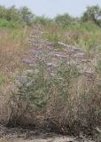 Limonium otolepis. Цветущее растение. Узбекистан, Ферганская обл., 5 км СЗ г. Коканд, Кокандские пески, закреплённые пески. 18 мая 2023 г.