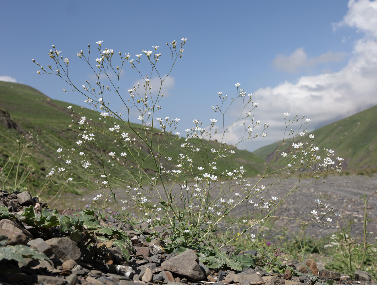 Image of Gypsophila elegans specimen.