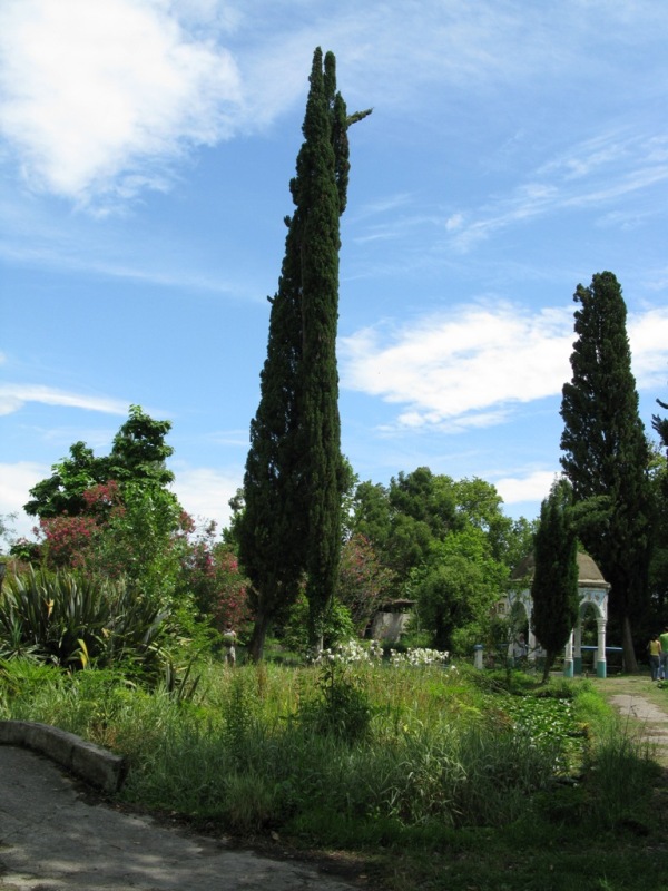 Image of Cupressus sempervirens specimen.