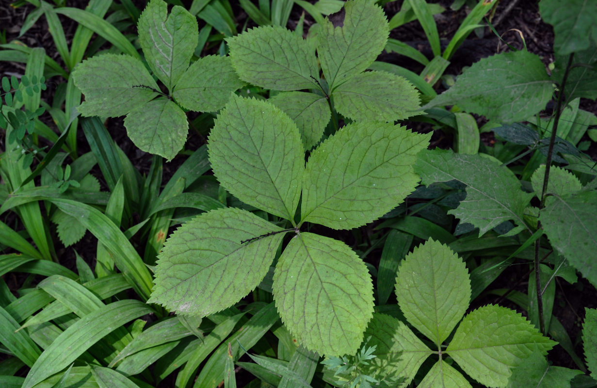 Image of Chloranthus quadrifolius specimen.