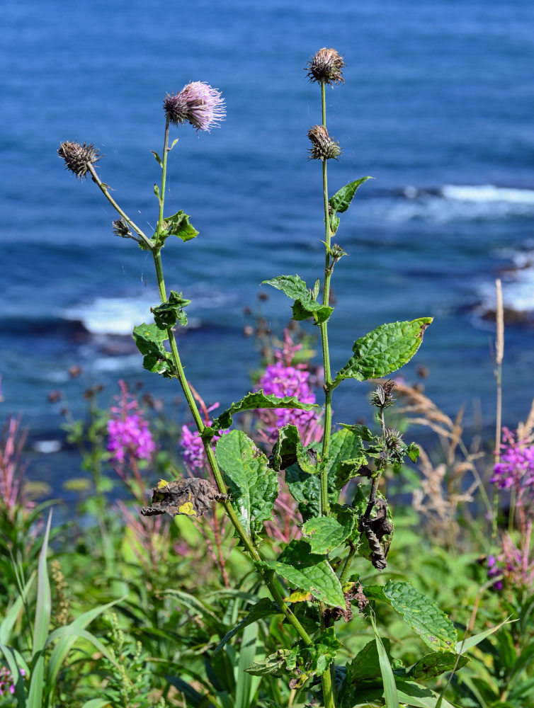 Image of Cirsium weyrichii specimen.