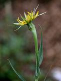 genus Tragopogon