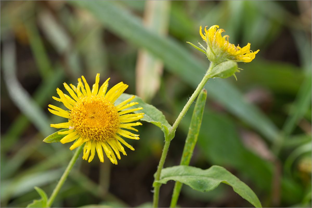 Image of Inula britannica specimen.