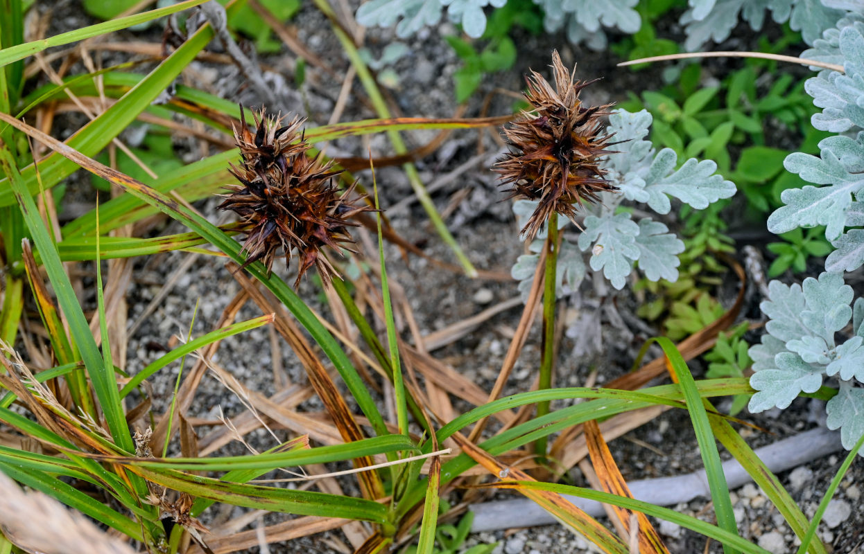 Изображение особи Carex macrocephala.