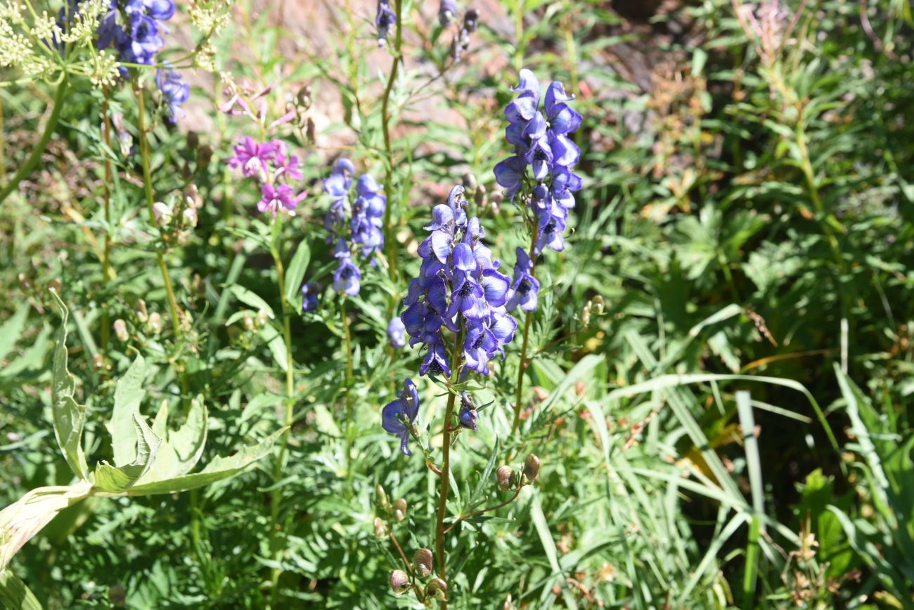 Image of genus Aconitum specimen.