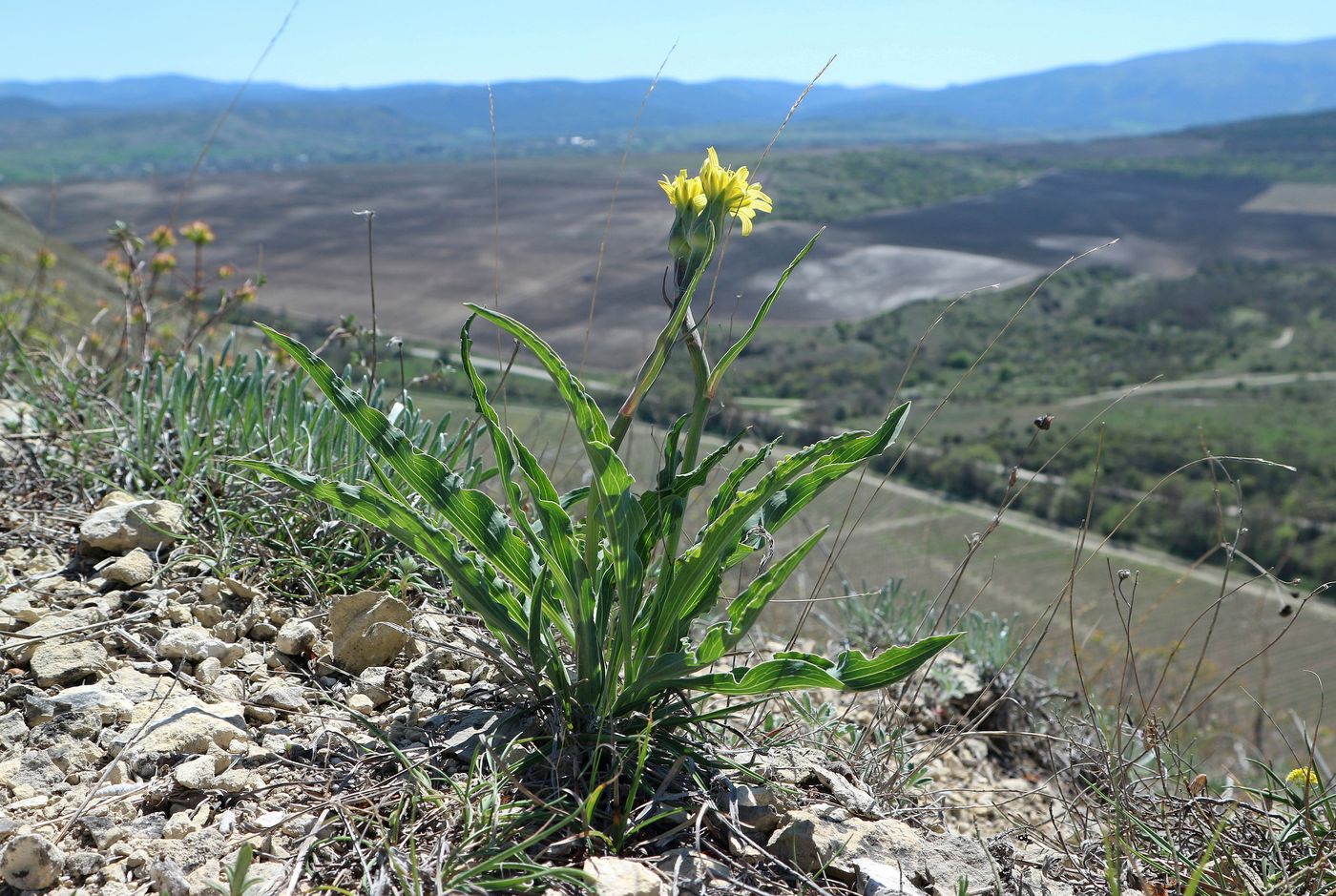 Image of Scorzonera crispa specimen.