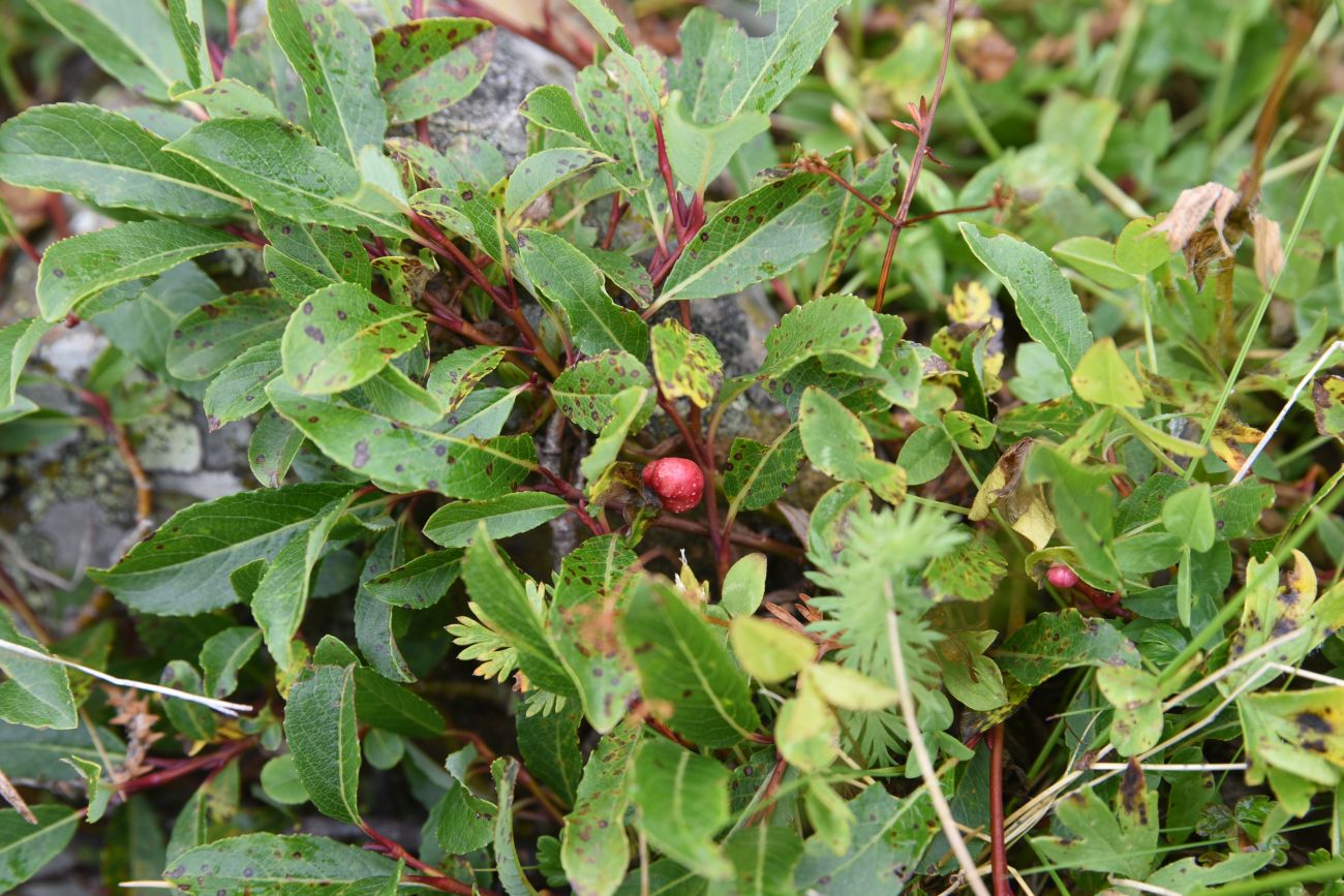 Изображение особи Salix caucasica.