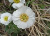 Callianthemum alatavicum