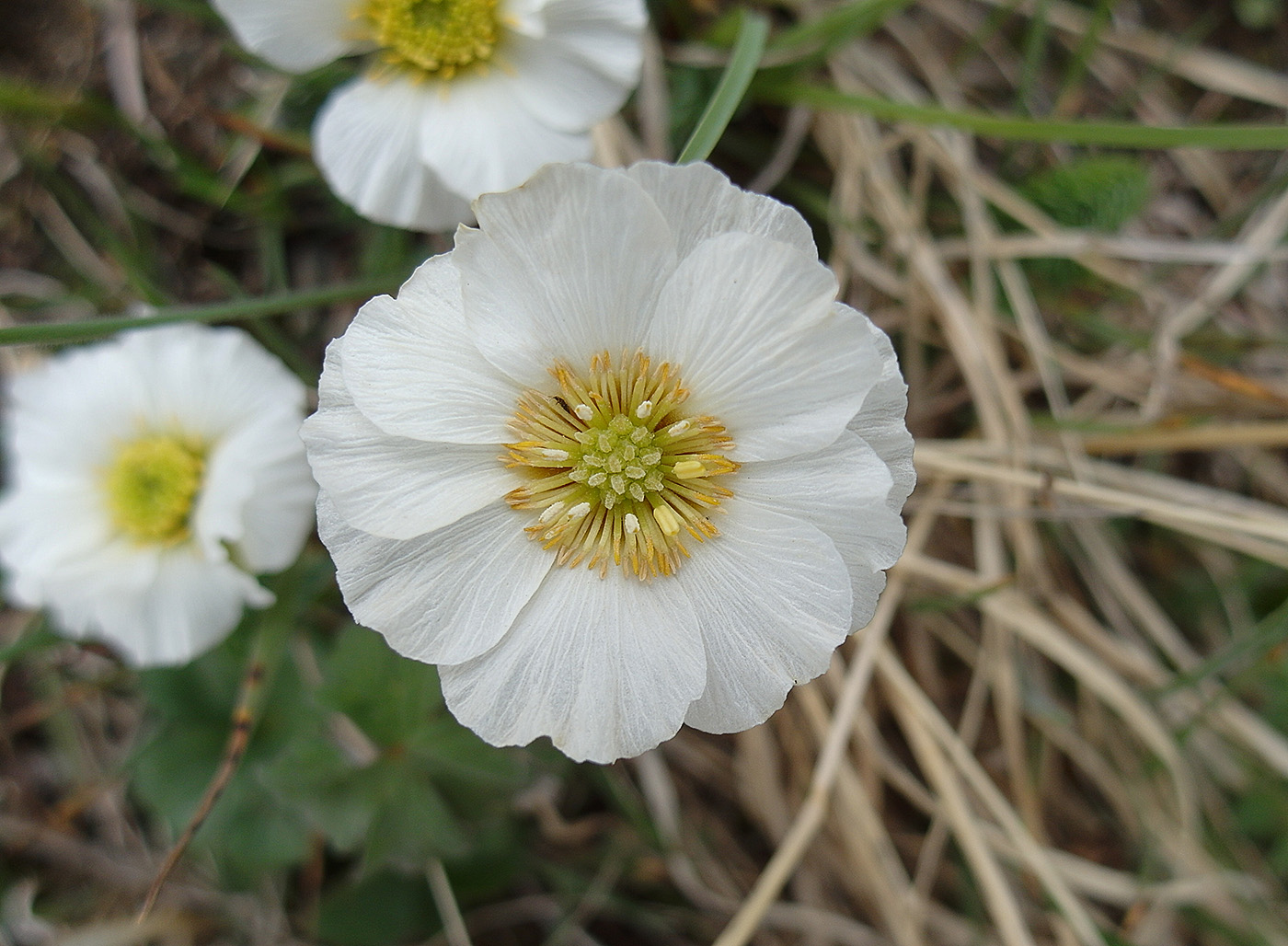 Изображение особи Callianthemum alatavicum.