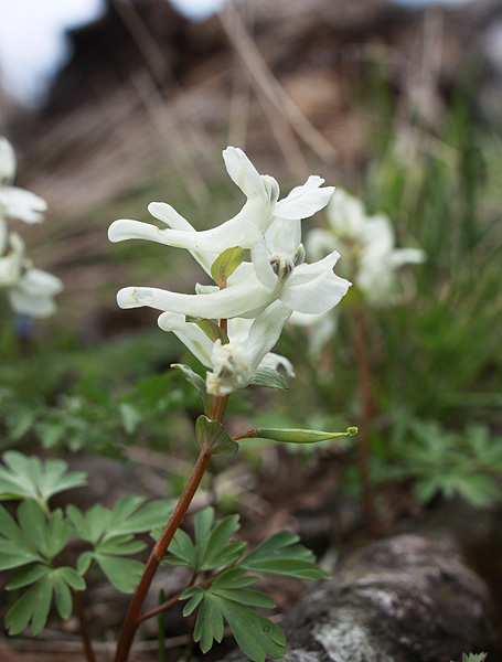 Изображение особи Corydalis malkensis.