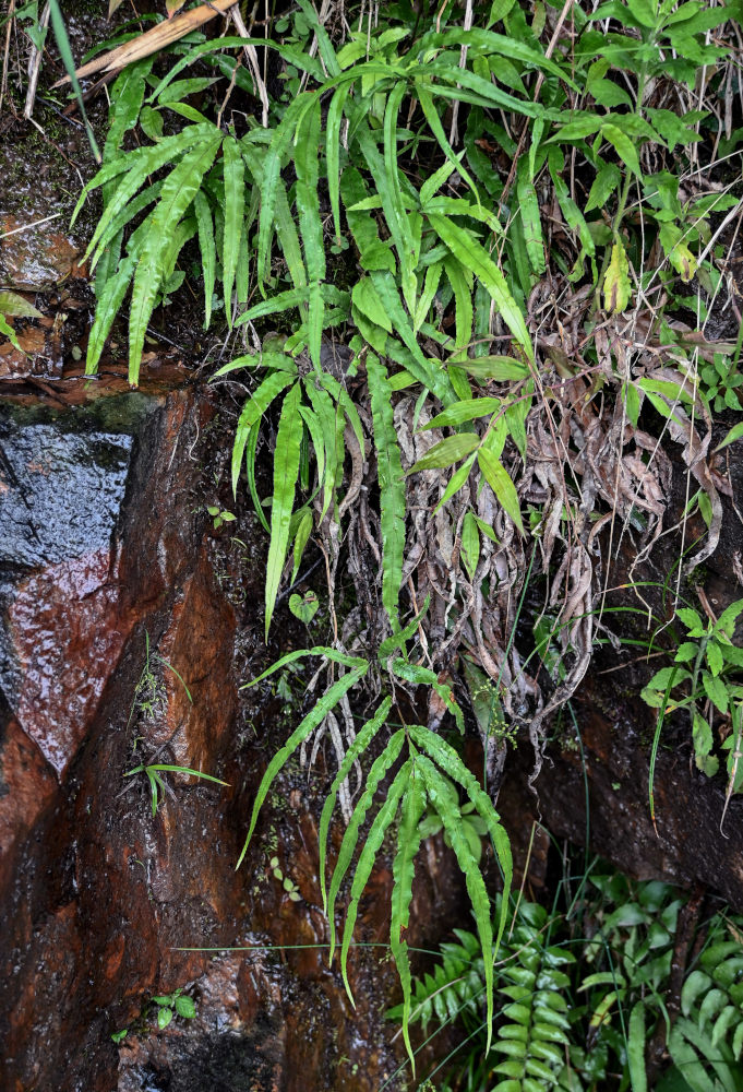 Image of Pteris multifida specimen.