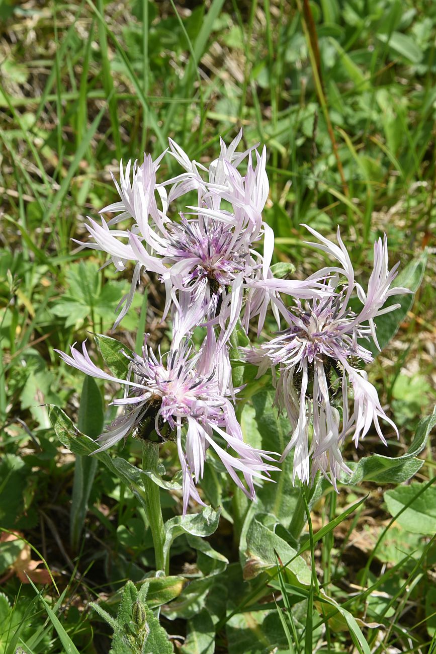 Image of Centaurea cheiranthifolia specimen.