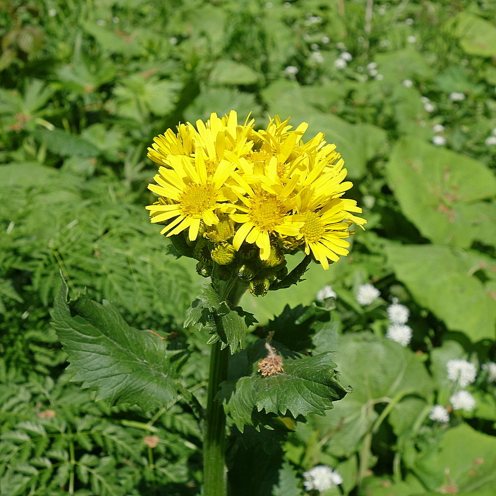 Изображение особи Tephroseris cladobotrys.