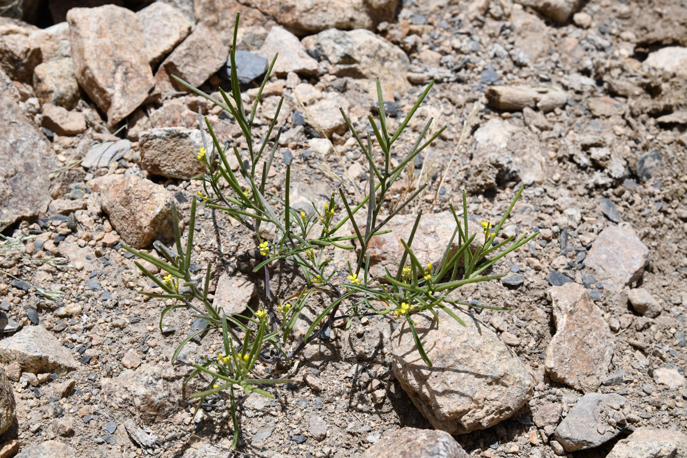 Image of familia Brassicaceae specimen.