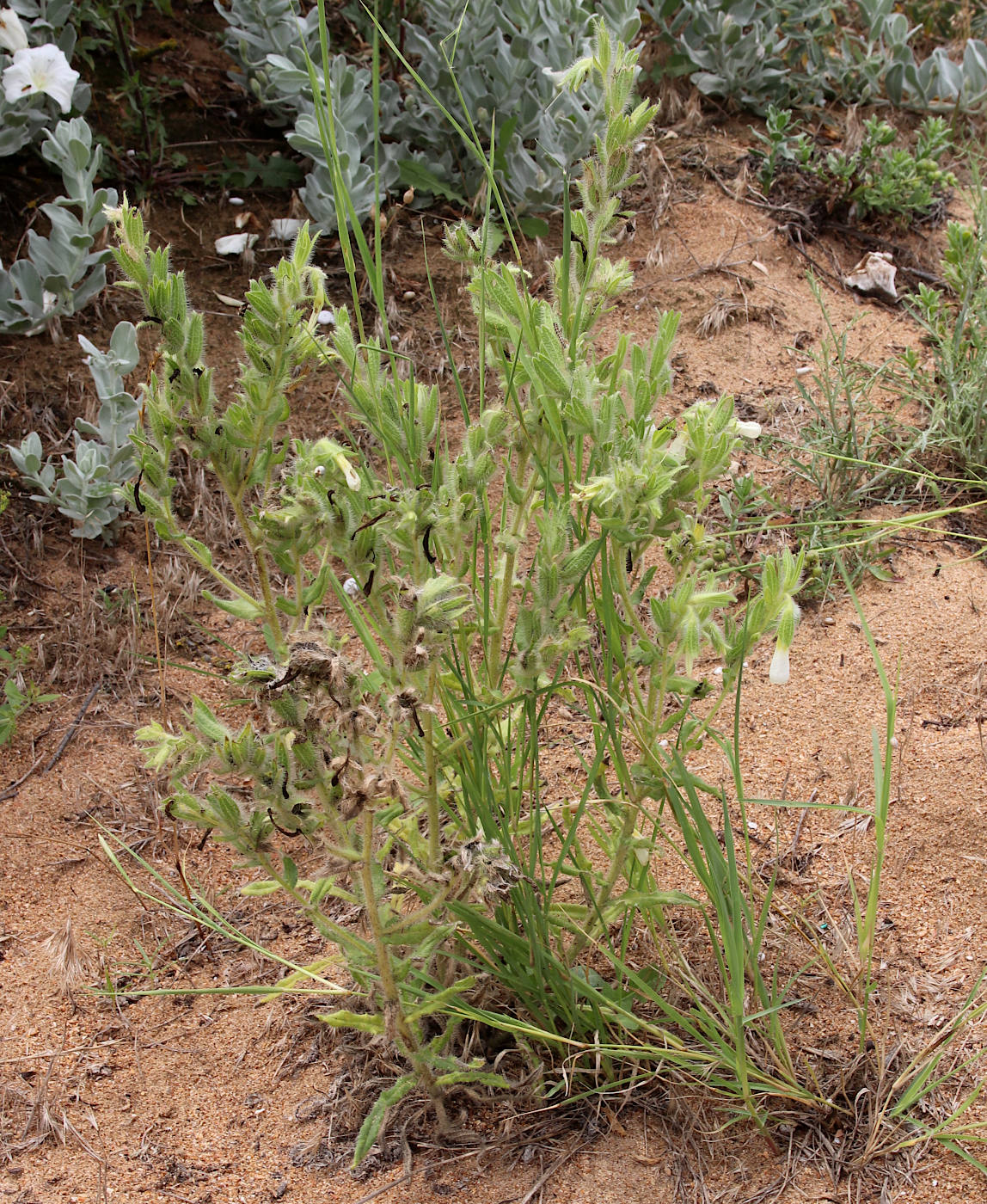 Image of Onosma setosa specimen.