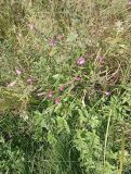 Epilobium hirsutum