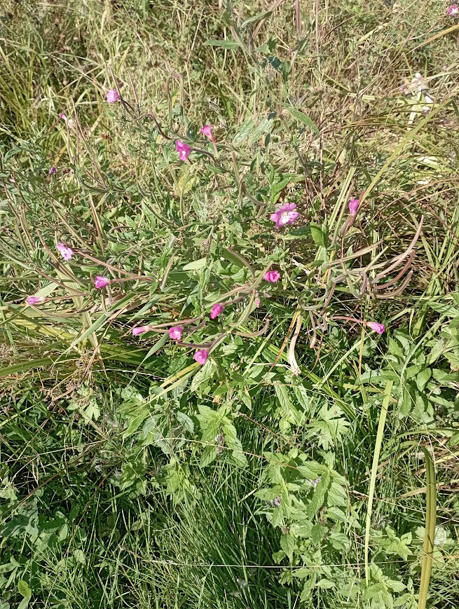 Изображение особи Epilobium hirsutum.