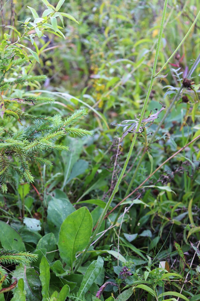 Image of genus Hieracium specimen.