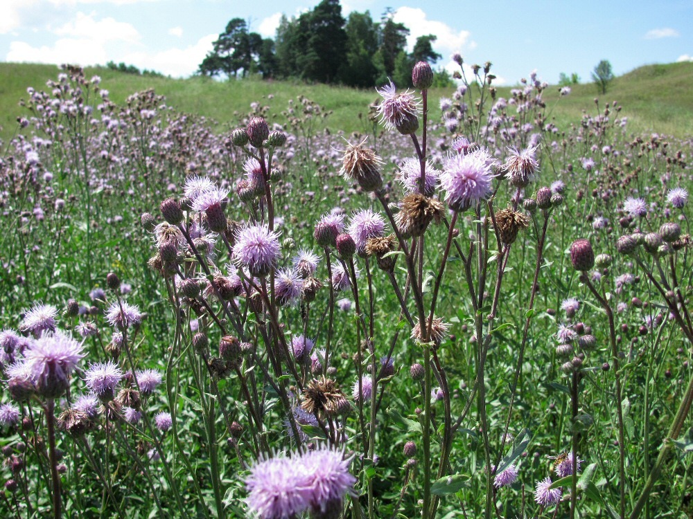 Изображение особи Cirsium setosum.