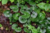 Asarum europaeum