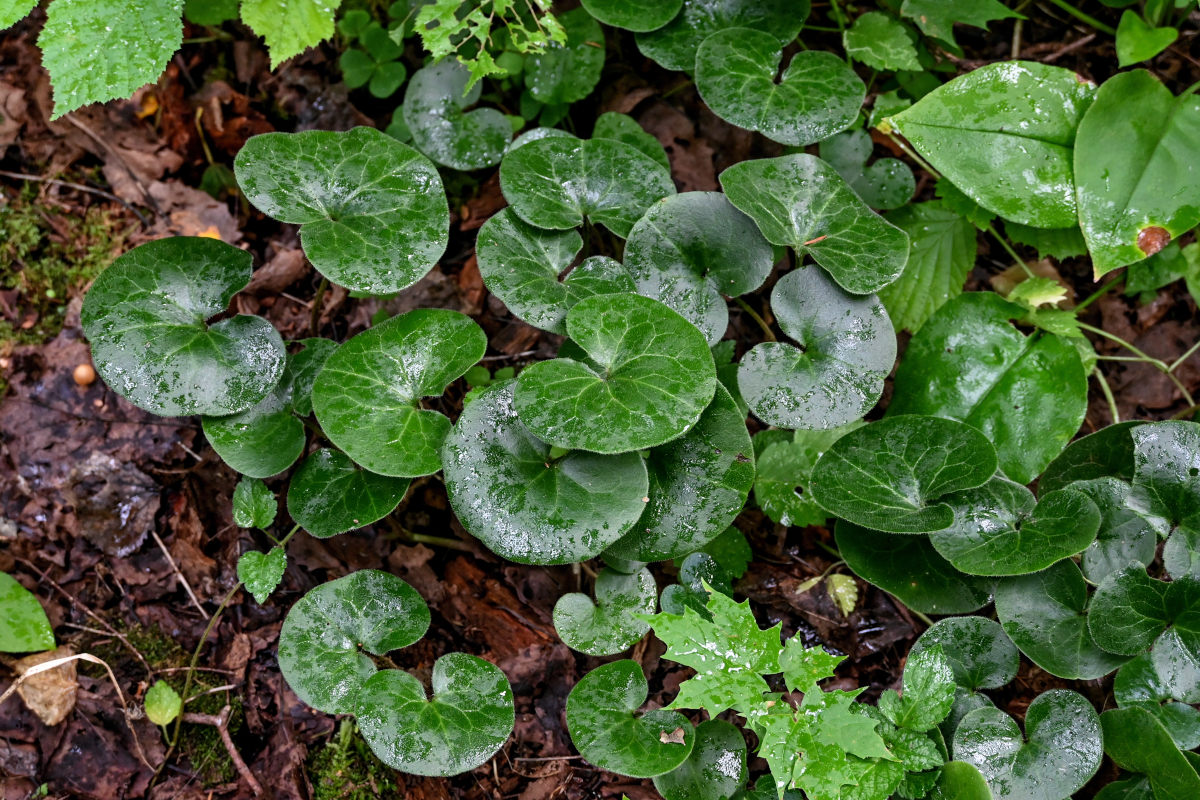 Изображение особи Asarum europaeum.