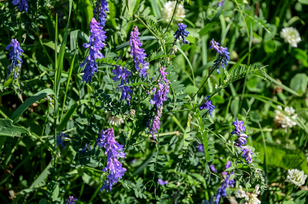 Изображение особи Vicia cracca.