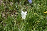 Campanula biebersteiniana. Цветок (белая форма). Чечня, Шаройский р-н, Снеговой хр., небольшой перевал в 4,6 км от Цумандинского перевала, выс. 2830 м н.у.м., альпийский луг. 25 июня 2024 г.