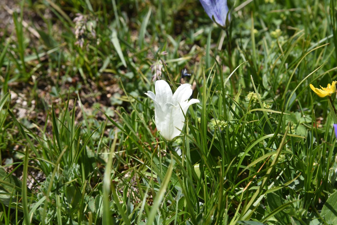 Изображение особи Campanula biebersteiniana.