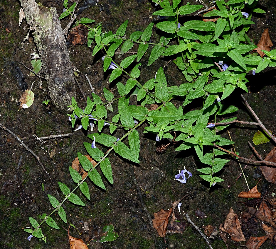 Изображение особи Scutellaria galericulata.