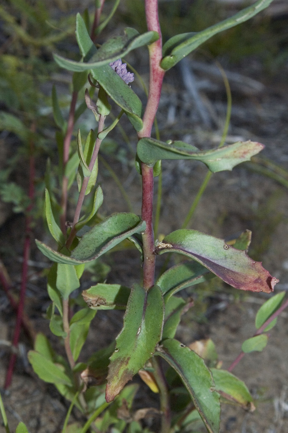 Image of Hylotelephium triphyllum specimen.