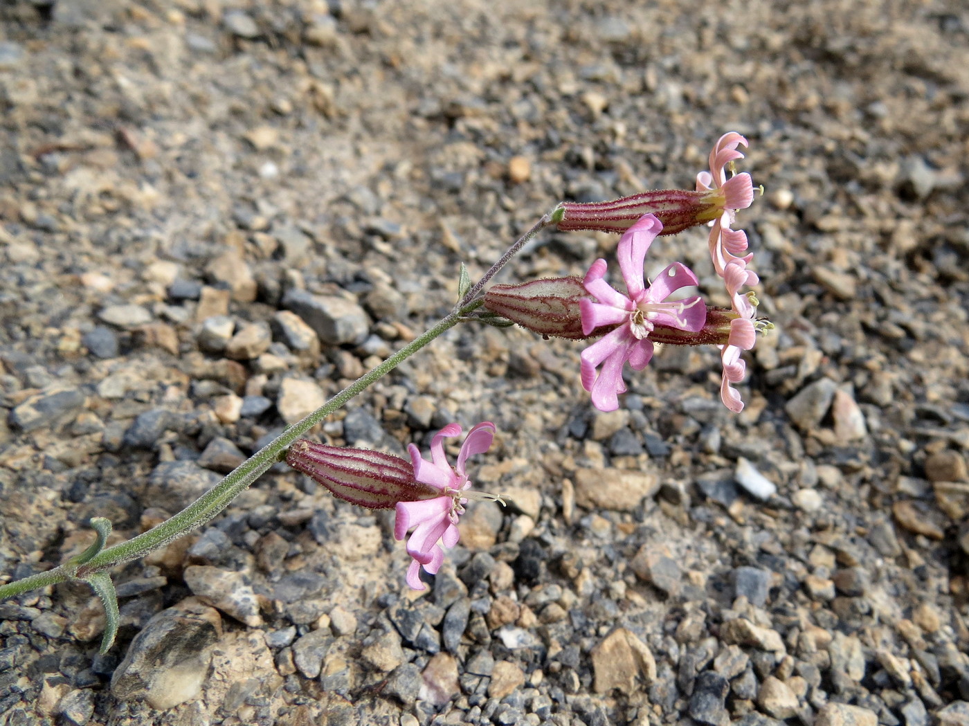 Image of Silene brahuica specimen.