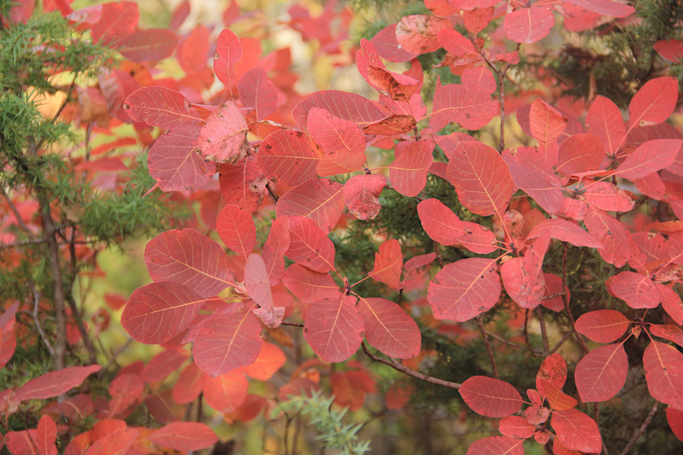 Image of Cotinus coggygria specimen.