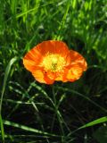 genus Papaver