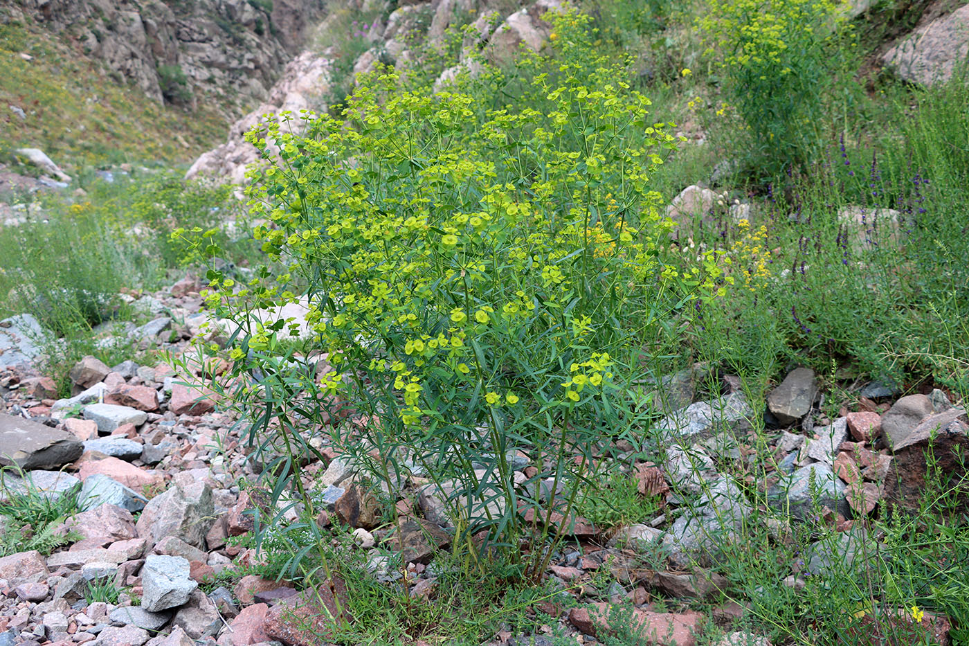 Изображение особи Euphorbia lamprocarpa.