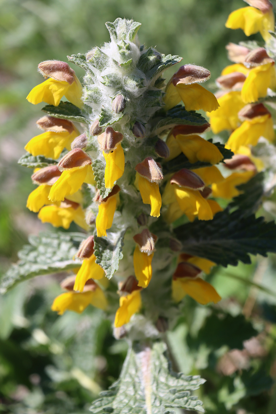 Изображение особи Phlomoides speciosa.