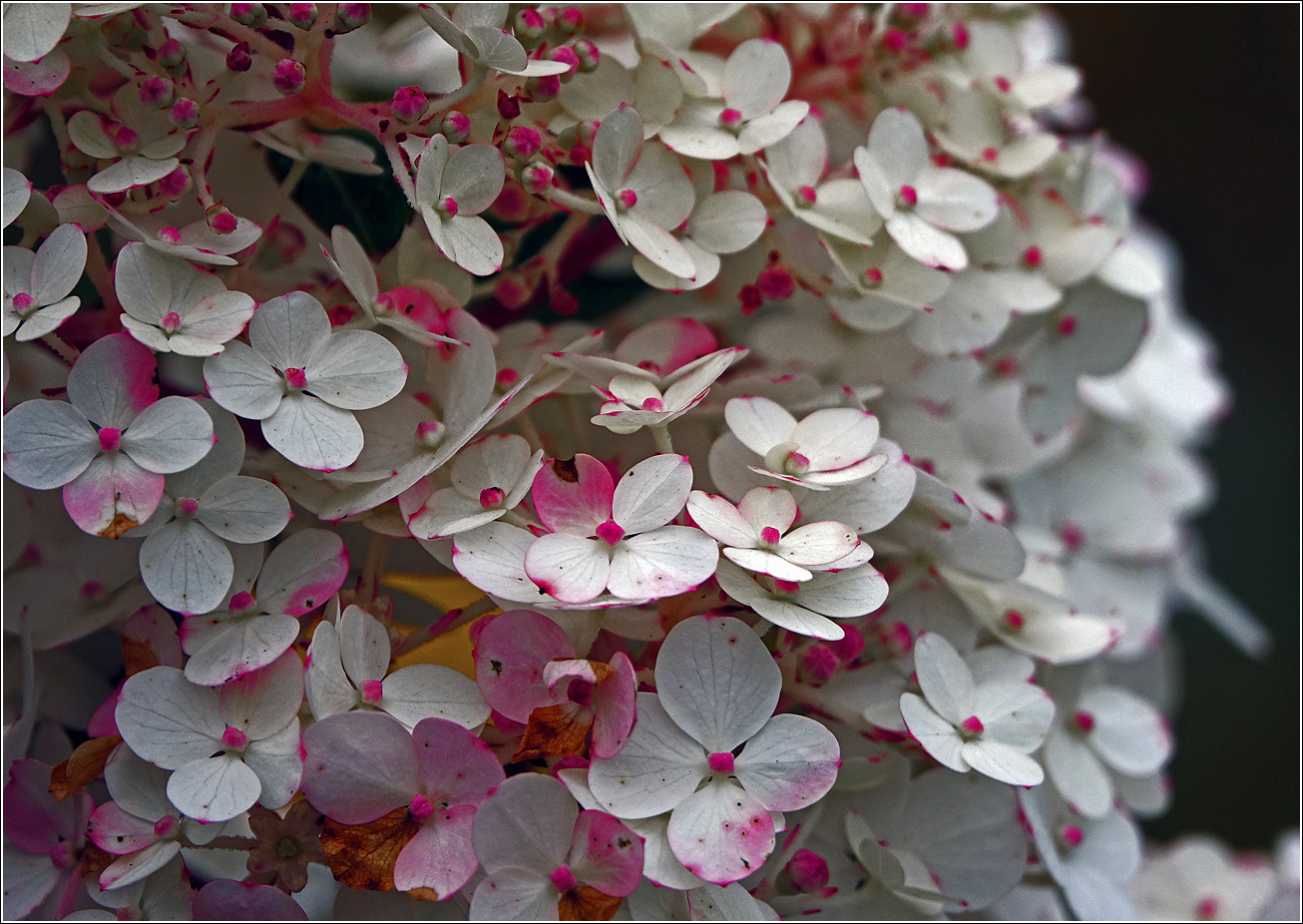 Image of Hydrangea paniculata specimen.