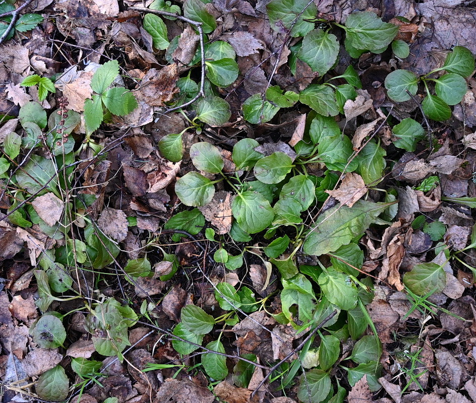 Image of Pyrola minor specimen.