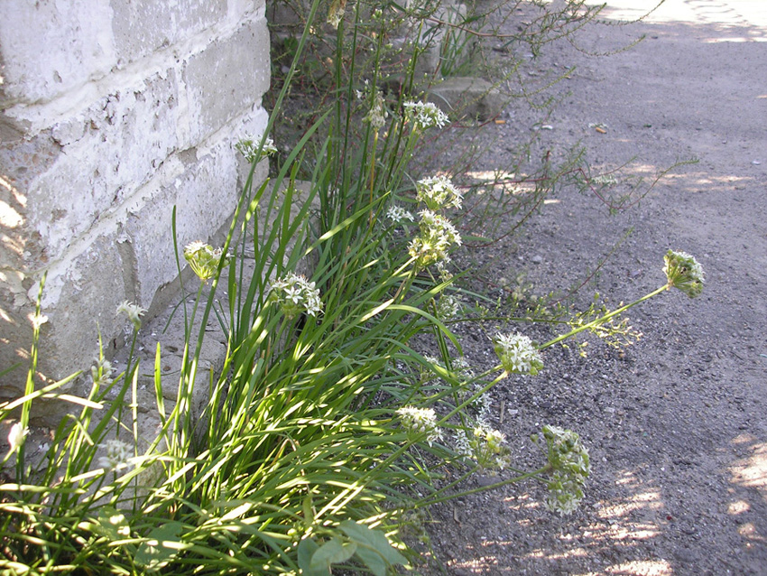 Image of Allium ramosum specimen.