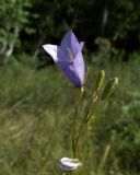 View full-size image genus Campanula