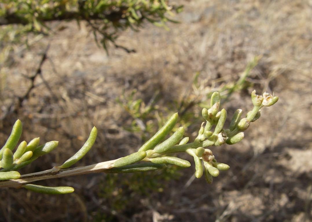 Изображение особи Salsola arbusculiformis.