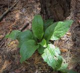 Смотреть изображение Cynoglossum officinale