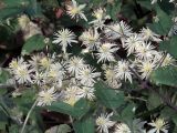 View full-size image Clematis vitalba