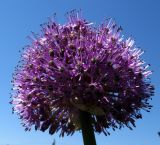 Allium stipitatum. Соцветие. Красноярский край, Ермаковский р-н, пос. Танзыбей, приусадебный участок. 09.06.2010.