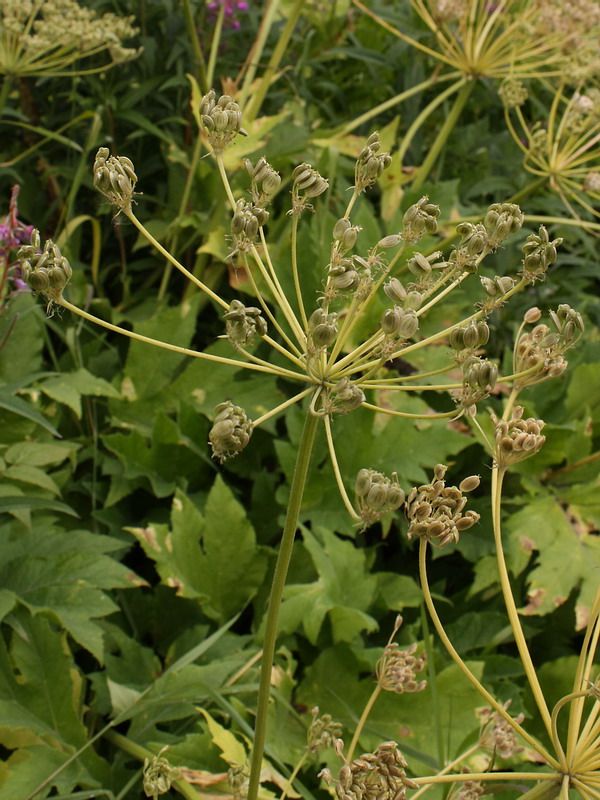 Изображение особи род Heracleum.