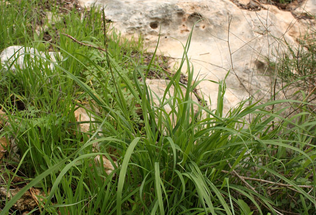 Image of Andropogon distachyos specimen.