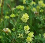View full-size image Trifolium campestre