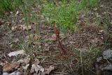 View full-size image genus Orobanche